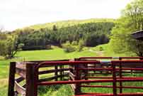 Cattle Corrals